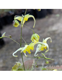 Epimedium Spine Tingler (1.5lt)