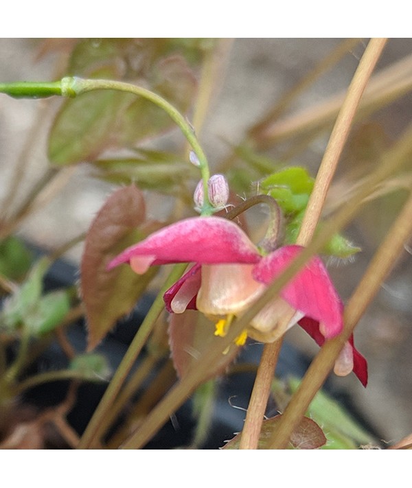 Epimedium x rubrum 'Galadriel' (1lt) Epimedium x rubrum 'Galadriel' (1lt)