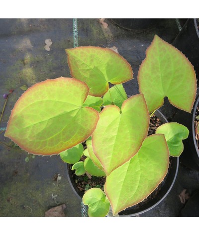 Epimedium x warleyense Ellen Willmott (1.5lt)