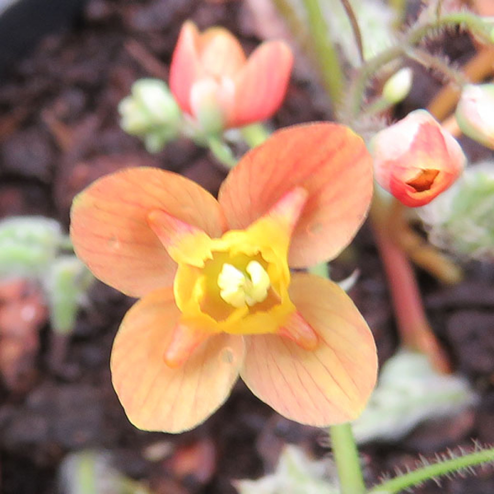 Epimedium x warleyense Orange Queen (0.8lt)