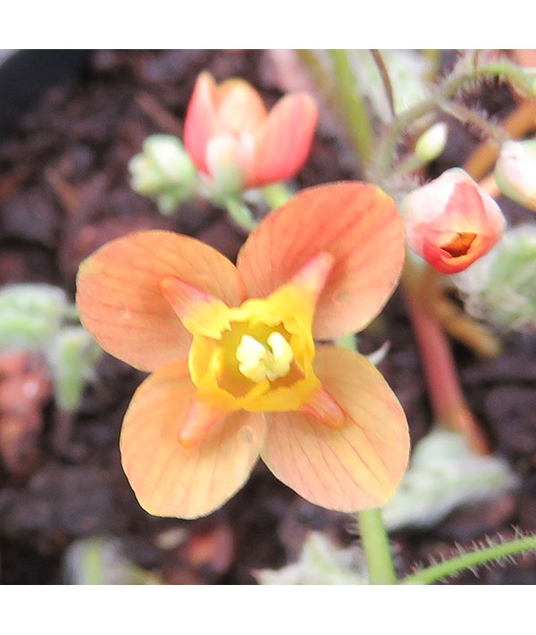 Epimedium x warleyense Orange Queen (1.5lt)