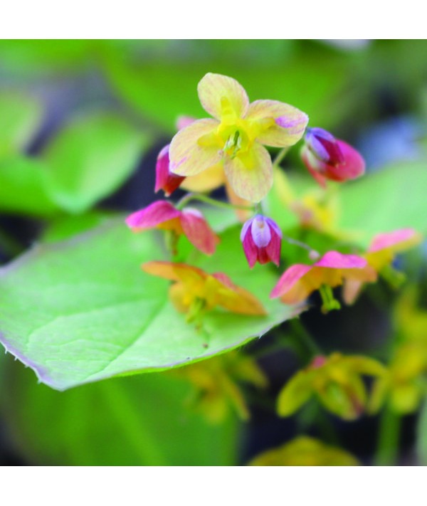 Epimedium x warleyense Ellen Willmott (1.5lt)