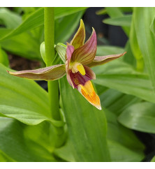 Epipactis gigantea (5lt)