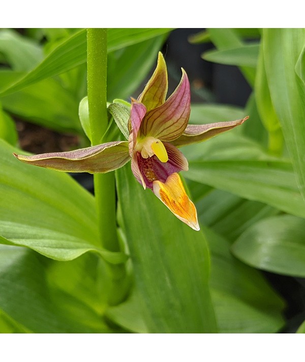 Epipactis gigantea (1lt)