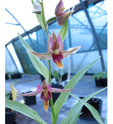 Epipactis gigantea (5lt)