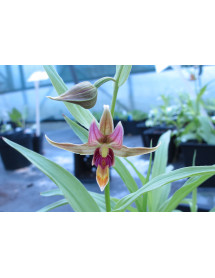 Epipactis gigantea (1lt)