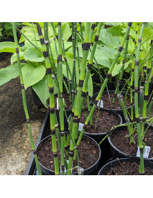 Equisetum hymale Affine (2lt)