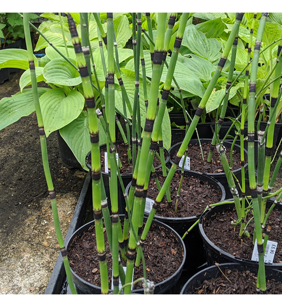 Equisetum hymale Affine (2lt)