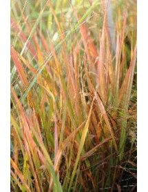 Eragrostis spectabilis (1lt)