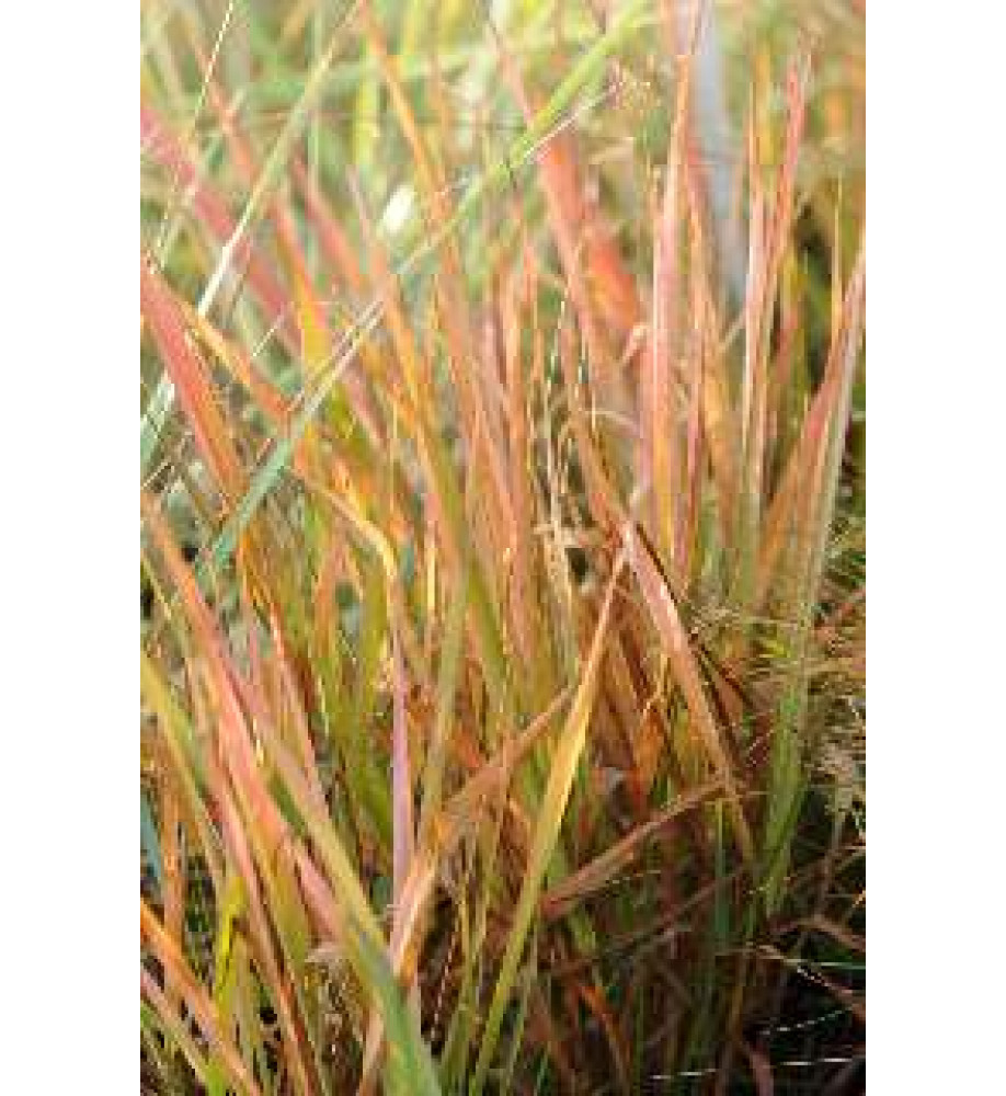 Eragrostis spectabilis (1lt)