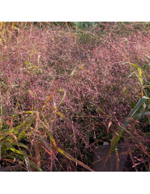 Eragrostis spectabilis (1lt)