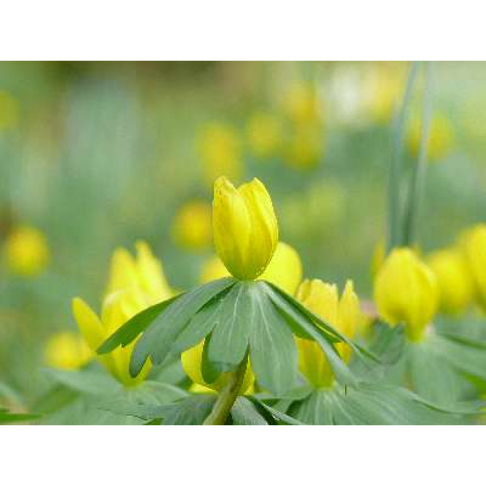 Eranthis hyemalis (9cm)