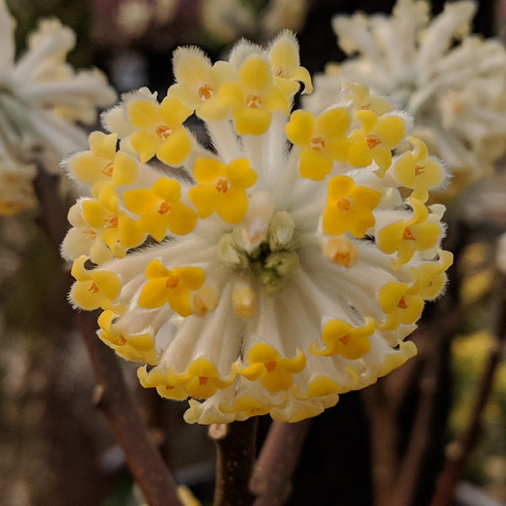 Edgeworthia chrysantha (7.5lt)