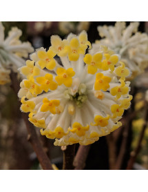 Edgeworthia chrysantha (12lt)