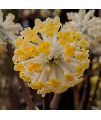 Edgeworthia chrysantha (7.5lt)