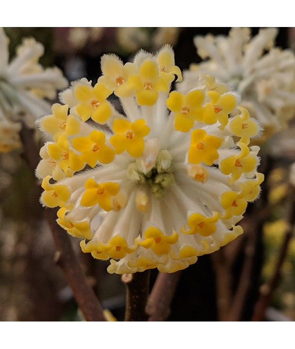 Edgeworthia chrysantha (20lt)