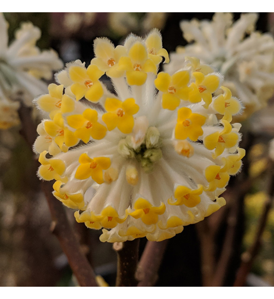Edgeworthia chrysantha (12lt)