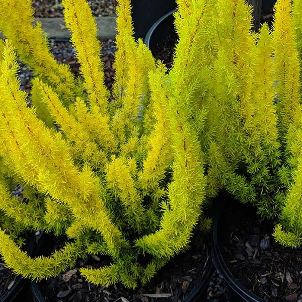 Erica arborea Albert's Gold  (1lt)