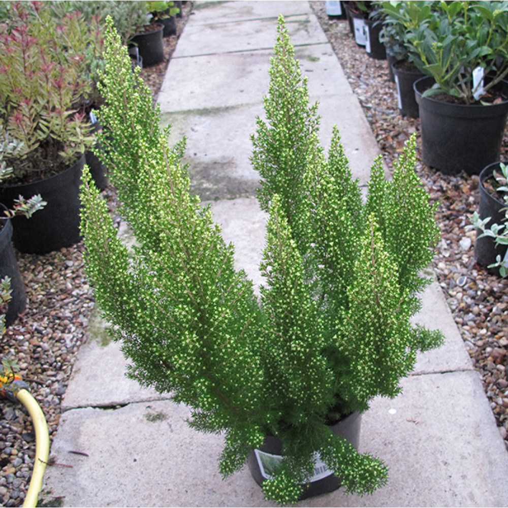 Erica arborea Estrella Gold  (3lt)