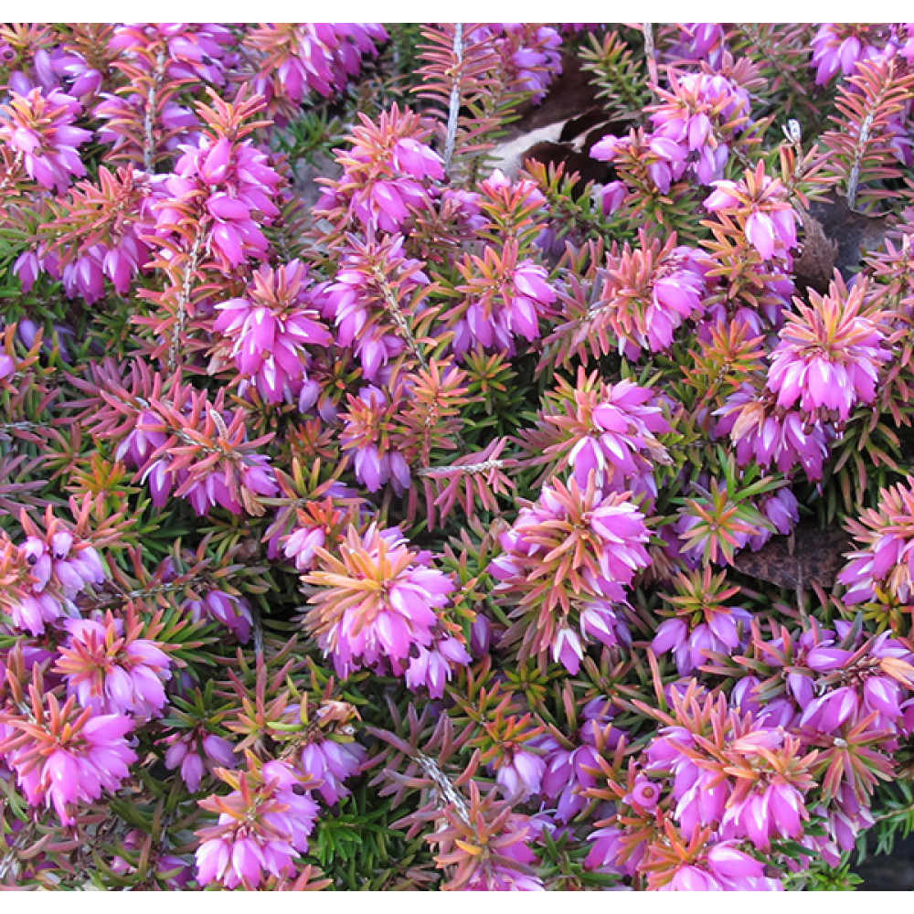 Erica carnea Bells Extra Special (9cm)