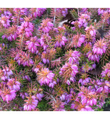Erica carnea Bells Extra Special (2lt)