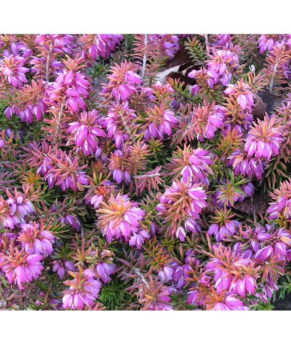 Erica carnea Bells Extra Special (9cm)