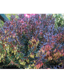 Erica carnea Challenger (9cm)