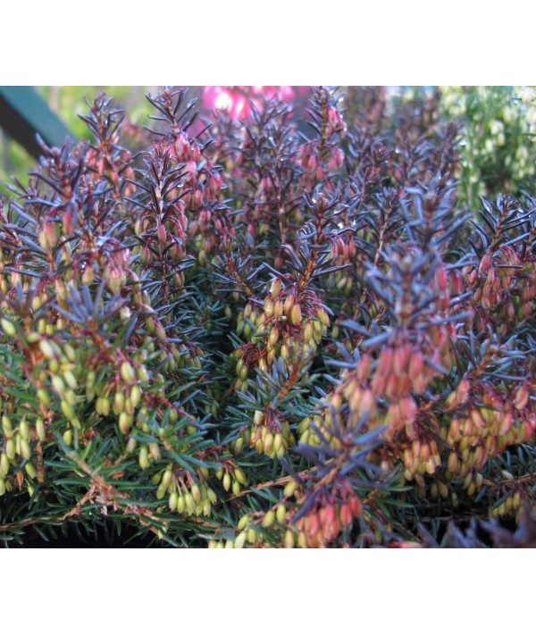 Erica carnea Challenger (1.2lt) Erica carnea Challenger (1.2lt)