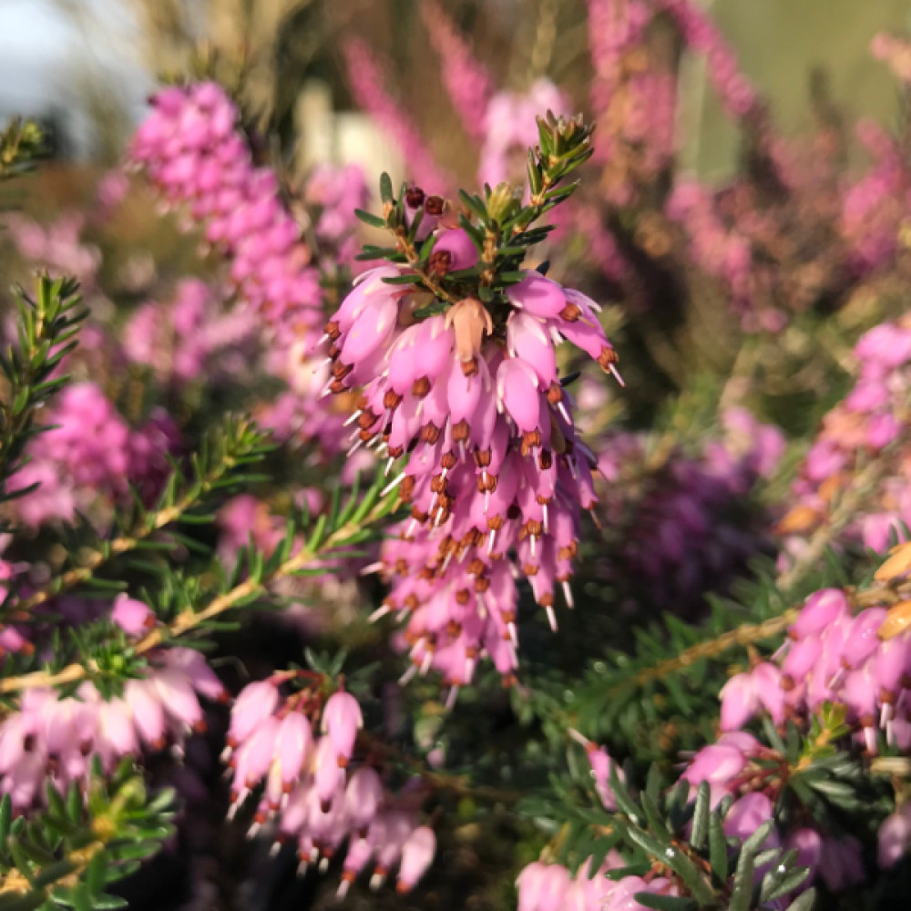 Erica carnea December Red (9cm)