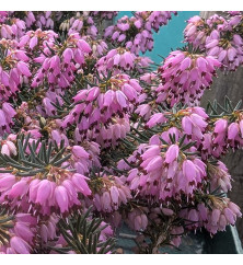 Erica carnea Diana Young  (2lt)