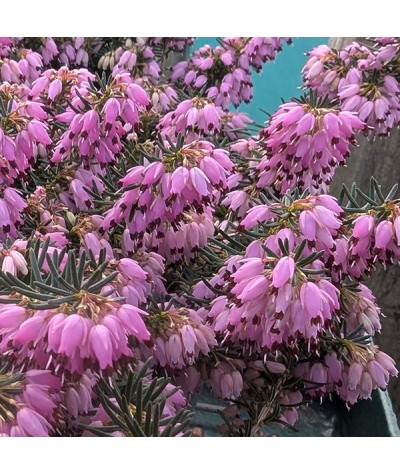 Erica carnea Diana Young  (0.8lt)