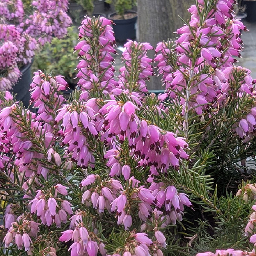 Erica carnea Diana Young  (2lt)