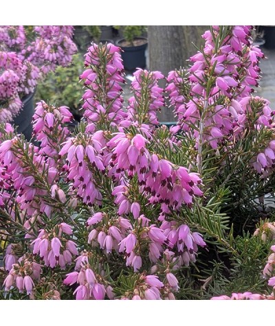 Erica carnea Diana Young  (0.8lt)