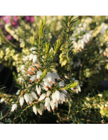Erica carnea f. alba Isabel (0.8lt)