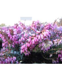 Erica carnea Myretoun Ruby (9cm)