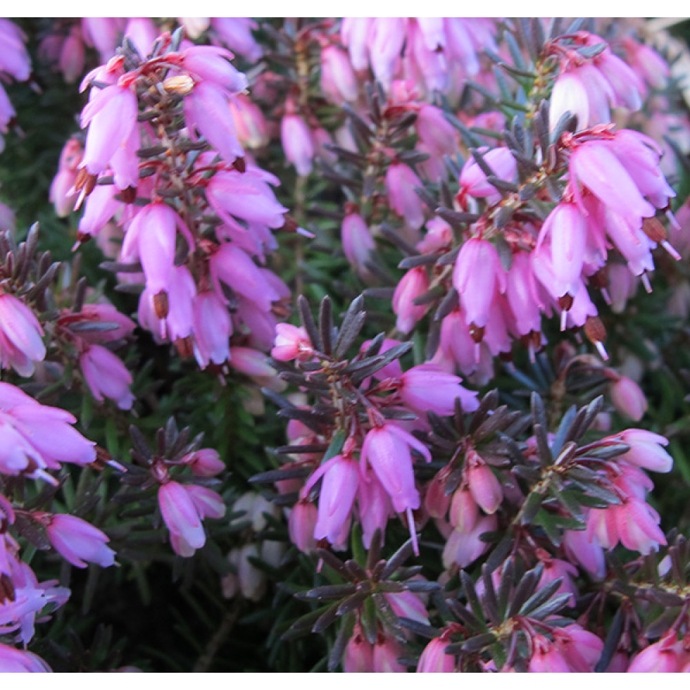 Erica carnea Rosalie (0.8lt)