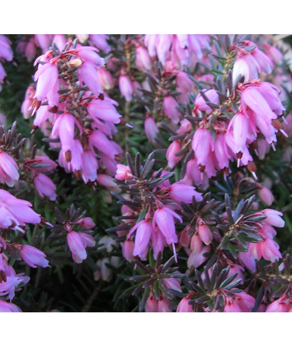 Erica carnea Rosalie (0.8lt)