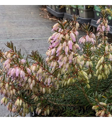 Erica carnea Rubinteppich  (2lt)
