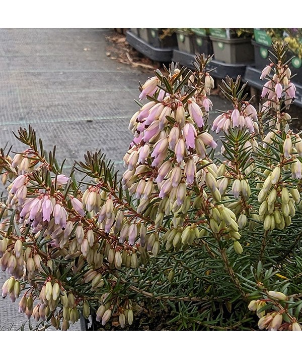 Erica carnea Rubinteppich  (2lt)