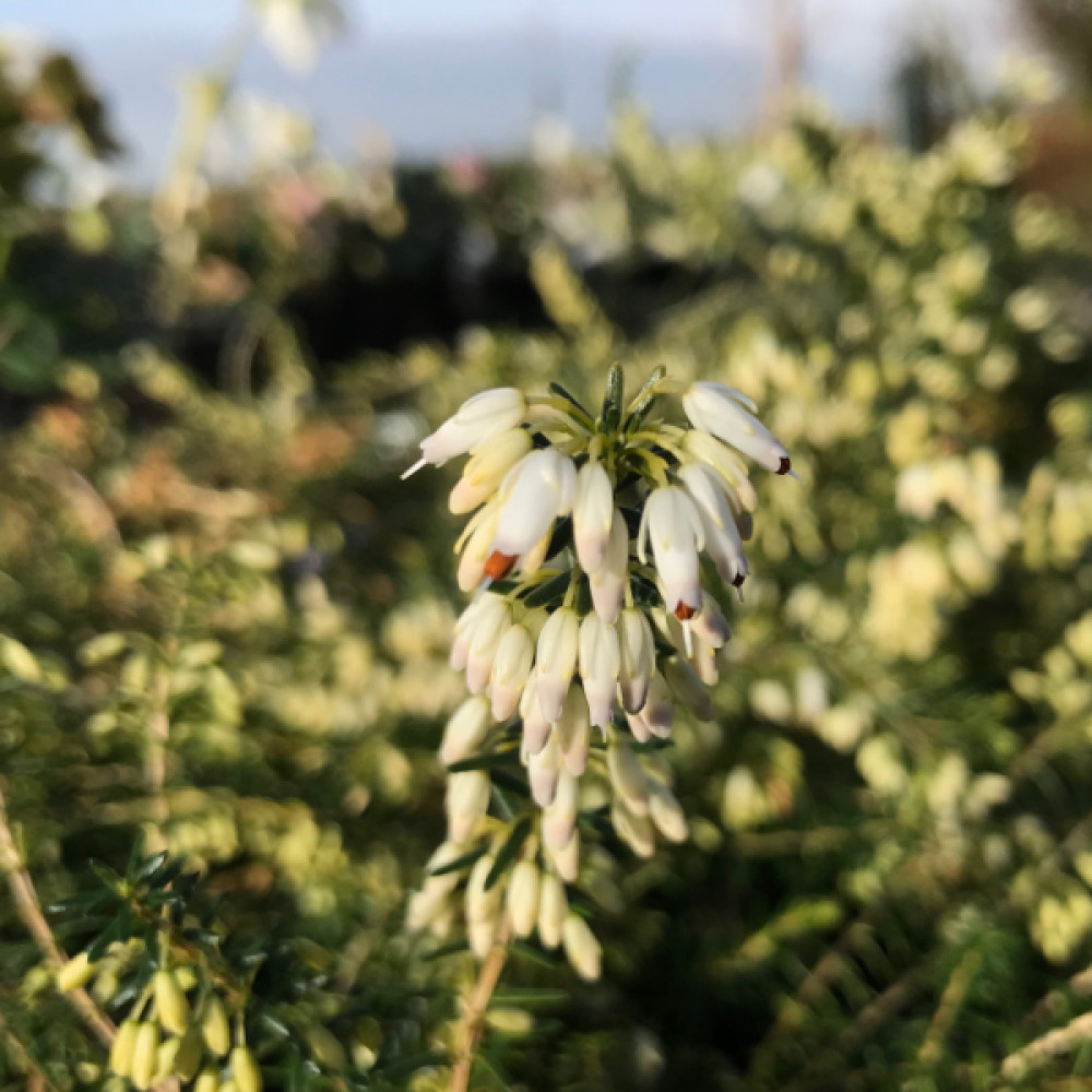 Erica carnea f. alba Springwood White (0.8lt)