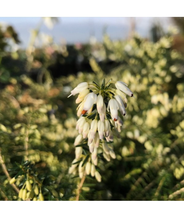 Erica carnea f. alba Springwood White (0.8lt)