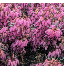 Erica carnea Vivellii  (2lt)