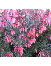 Erica carnea Winter Sun (9cm)