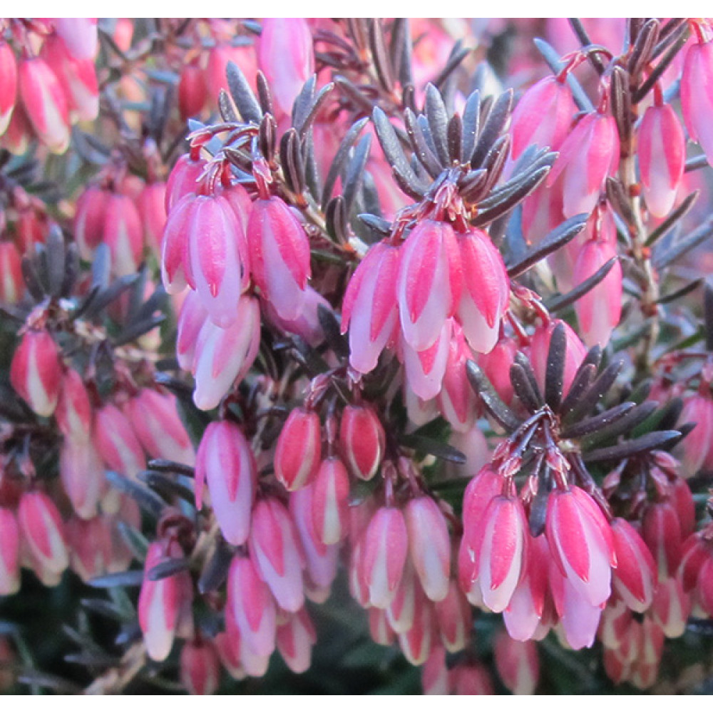 Erica carnea Winter Sun (9cm)