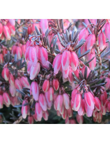 Erica carnea Winter Sun (9cm)