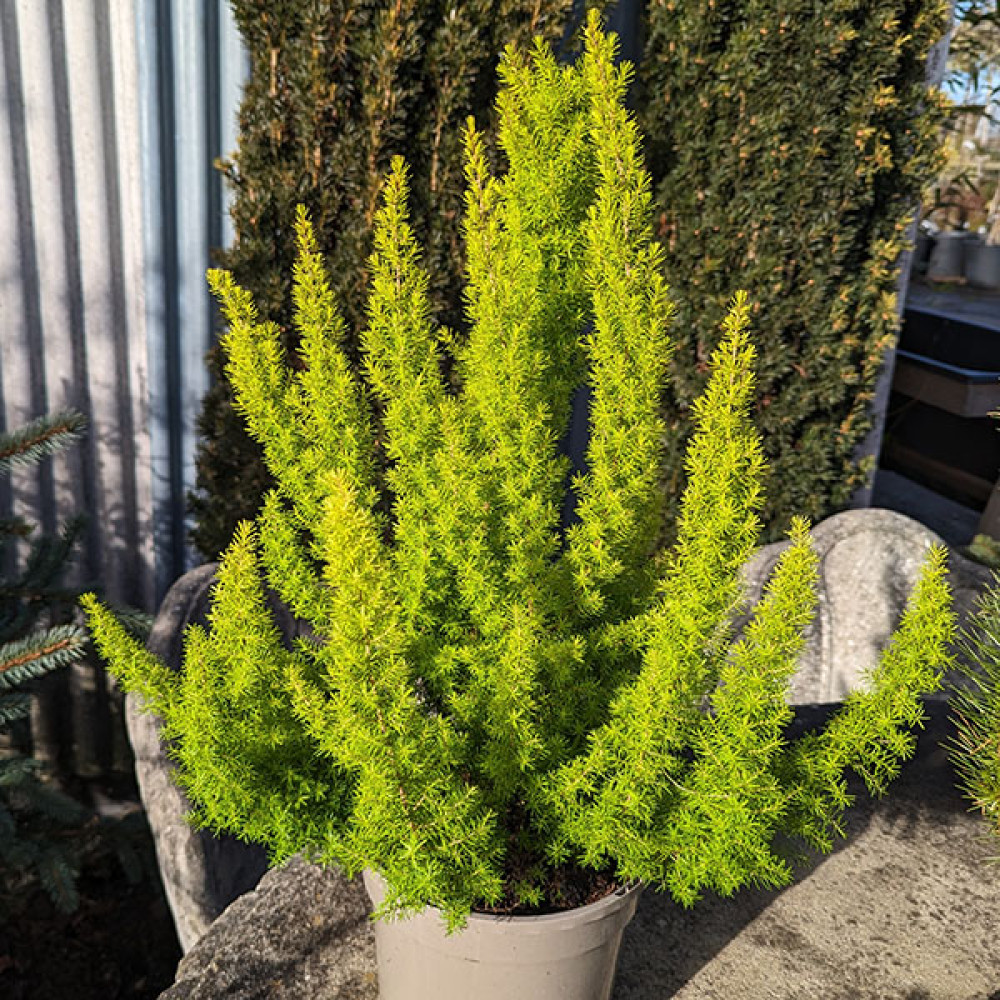 Erica arborea f. aureifolia Golden Smile (3lt)