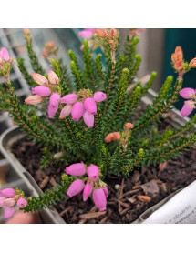 Erica x stuartii Irish Lemon (9cm)