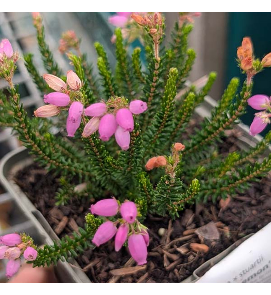 Erica x stuartii Irish Lemon (9cm)