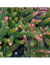 Erica x stuartii Irish Orange (1lt)