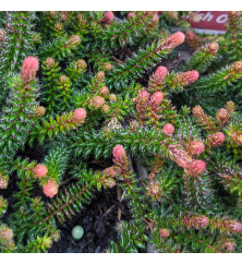 Erica x stuartii Irish Orange (1lt) Erica x stuartii Irish Orange (1lt)